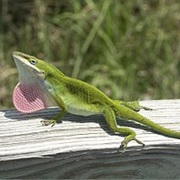 Green Anole