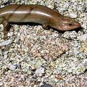 Gilbert's Skink