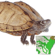 Mississippi Map Turtle