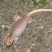 Northwestern Salamander
