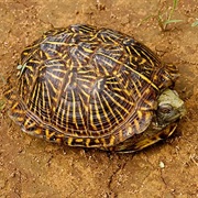 Desert Box Turtle