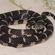 Common Kingsnake