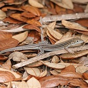 Eastern Six-Lined Racerunner