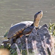 Arizona Mud Turtle