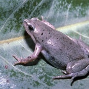 Great Plains Narrowmouth Frog