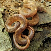 Pine Woods Snake