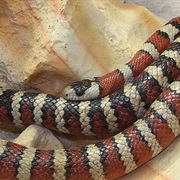 Sonoran Mountain Kingsnake