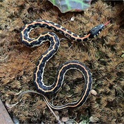 Blackneck Garter Snake