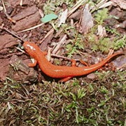 Gulf Coast Mud Salamander