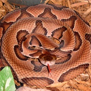 Eastern Copperhead