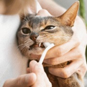 Allows You to Brush It's Teeth