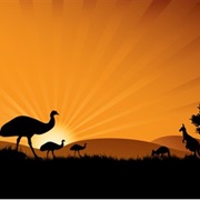 See an Emu