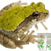 Western Bird-Voiced Treefrog