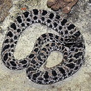Dusky Pigmy Rattlesnake