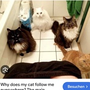 Follows You Everywhere