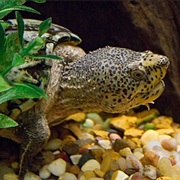 Loggerhead Musk Turtle