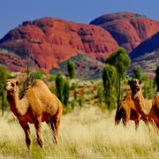 See a Camel