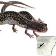 Caddo Mountain Salamander