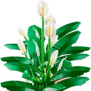 Peace Lily