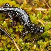 Louisiana Slimy Salamander