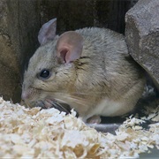White-Throated Woodrat