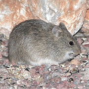 Arizona Cotton Rat