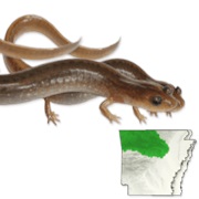 Oklahoma Salamander