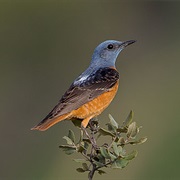 Rufous-Tailed Rock-Thrush