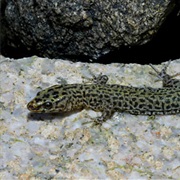 Arizona Night Lizard