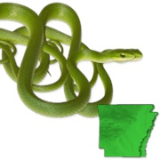 Northern Rough Greensnake