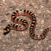 Thornscrub Hook-Nosed Snake
