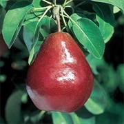 Anjou Pear (Belgium)