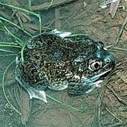 Plains Spadefoot Toad