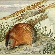 Nelson's Collared Lemming