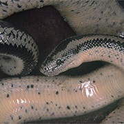 Desert Rosy Boa