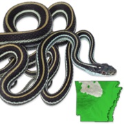 Orange-Striped Ribbonsnake