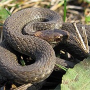 Northern Redbelly Snake