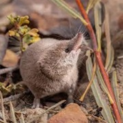 Glacier Bay Water Shrew
