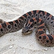 Southern Hognose Snake