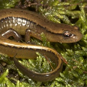 Brownback Salamander