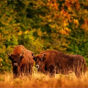 Białowieża-Nationalpark, Poland