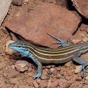 Pai Striped Whiptail