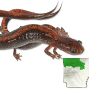 Ozark Zigzag Salamander