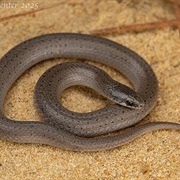 Eastern Smooth Earth Snake