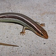 Western Skink