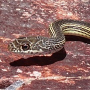 Striped Whipsnake
