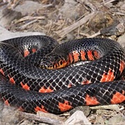 Western Mud Snake