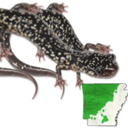 Kiamichi Slimy Salamander