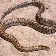 Glossy Snake