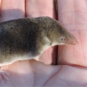 North American Least Shrew